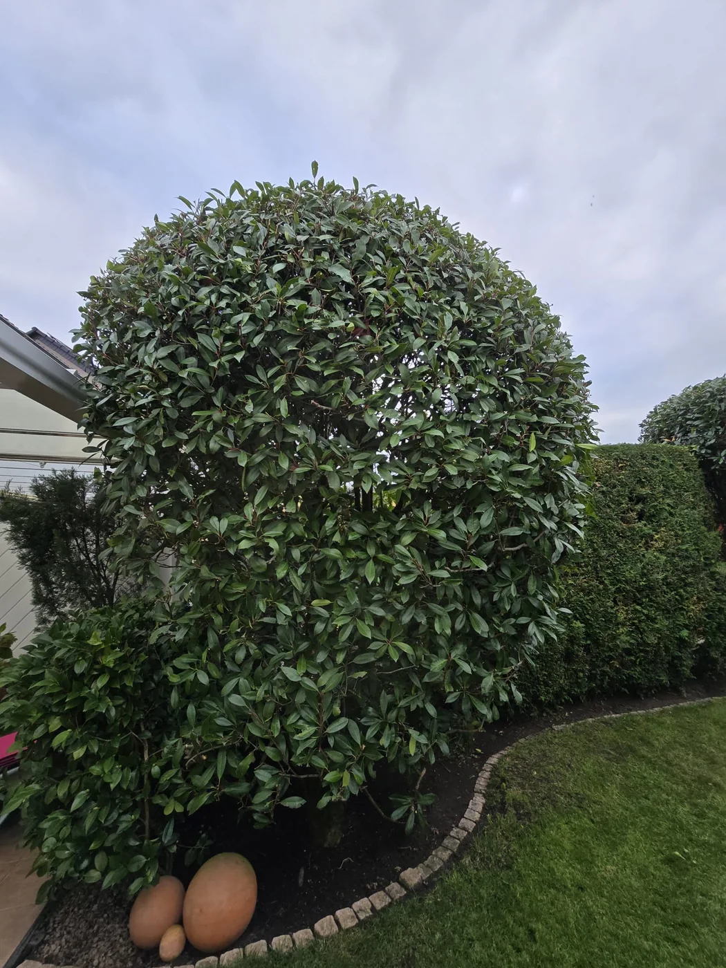 Formgehölze – Gartenpflege Günther